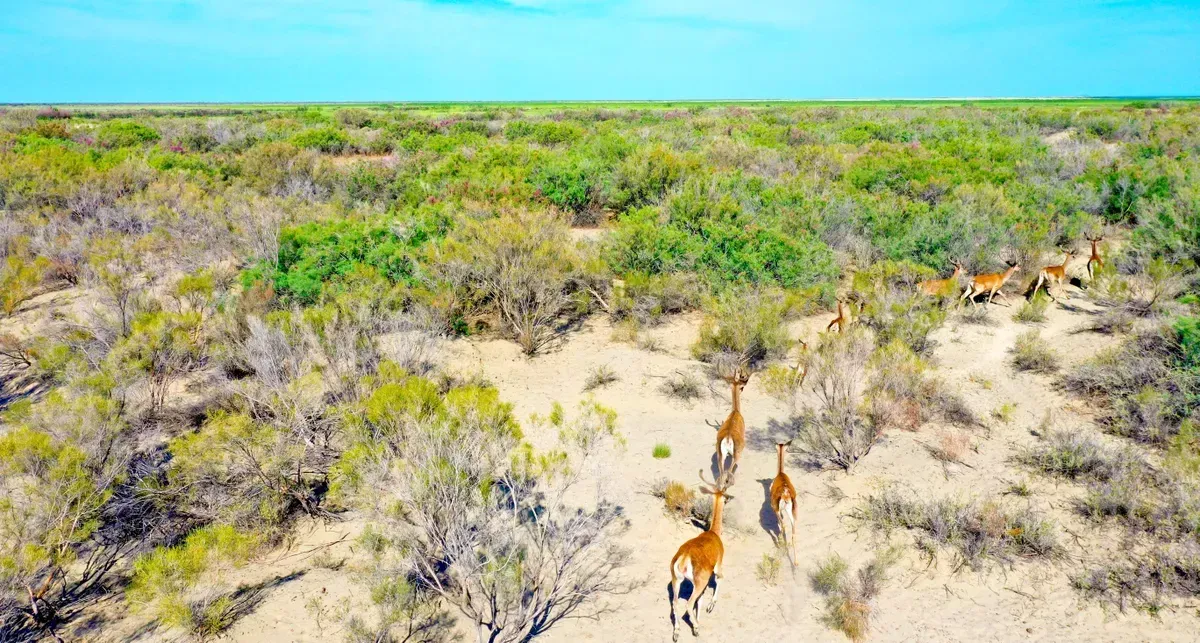 Kazakhstan's Masterplan to Restore an Entire Ecosystem (Image Credits: WWF Central Asia)