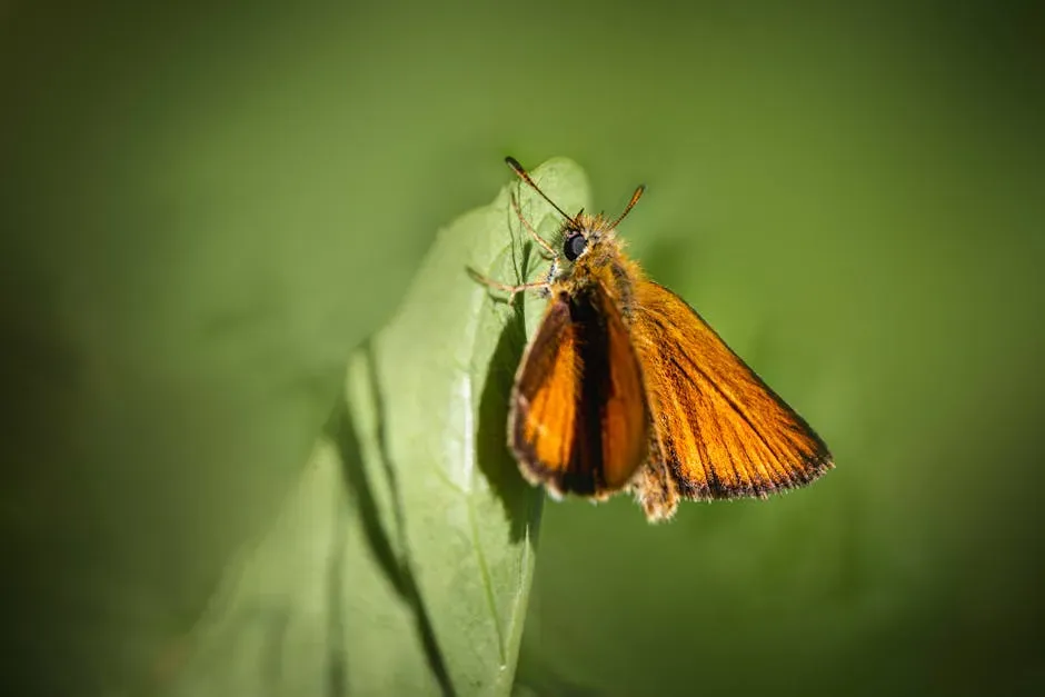 5. Poweshiek Skipperling (Oarisma poweshiek) (Image Credits: Pexels)