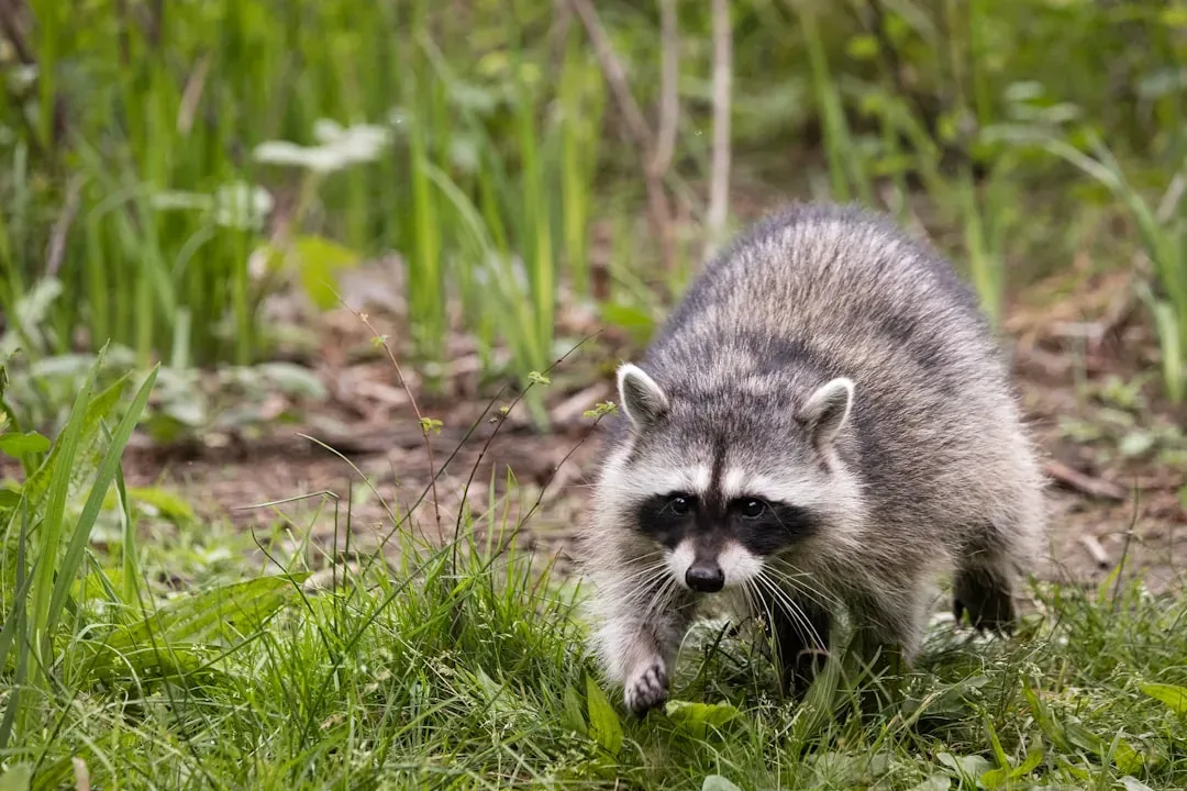 9. The Raccoon: America's Charming Urban Rogue (Image Credits: Unsplash)