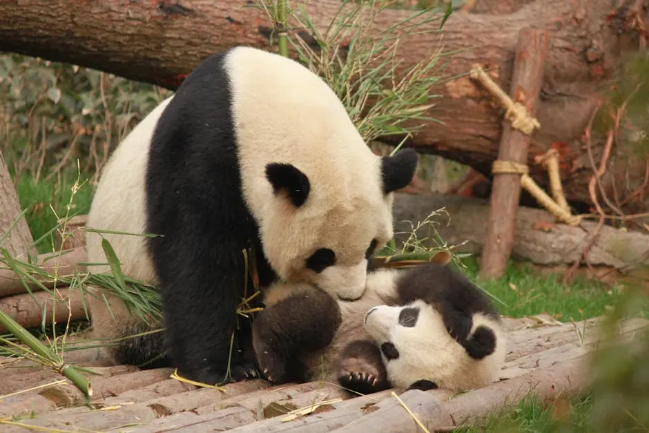 13. The Giant Panda: Cradling the Tiniest of Lives (Image Credits: Pexels)