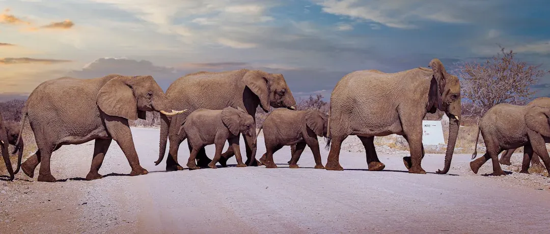 Elephants: The Matriarchs Who Never Forget (Image Credits: Unsplash)