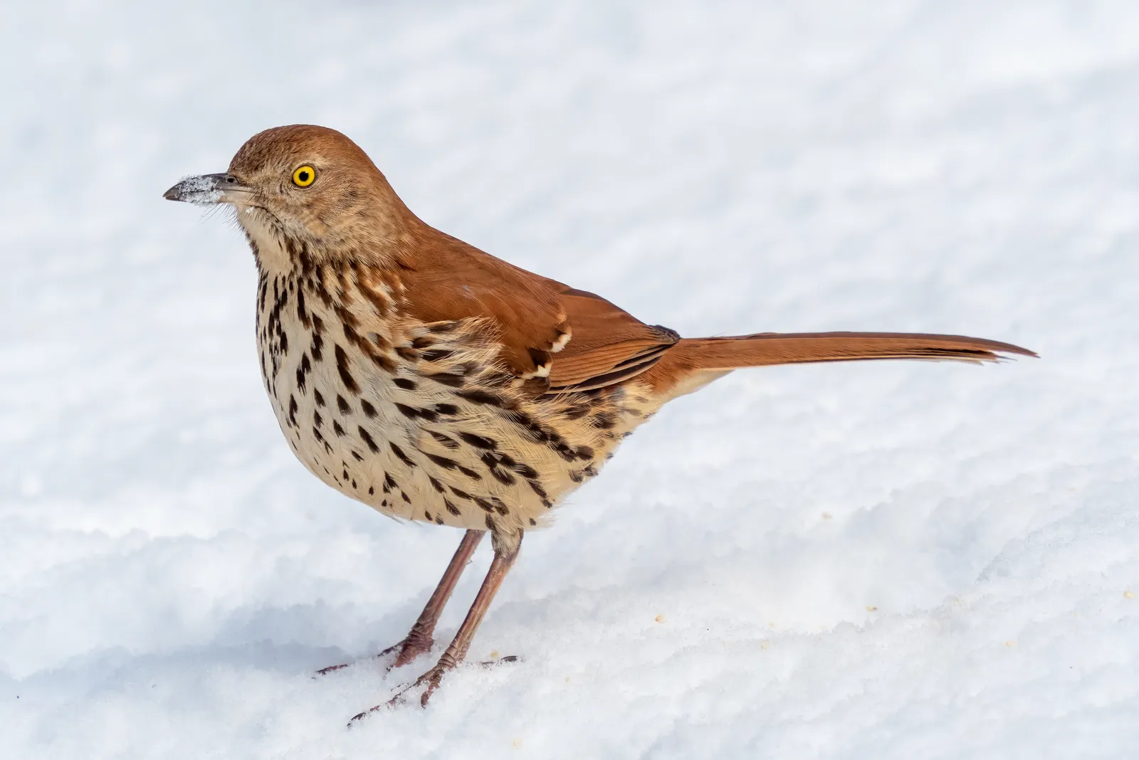 #23 - Brown Thrasher: The Shrub-Lover Losing Its Shrubs (By Rhododendrites, CC BY-SA 4.0)