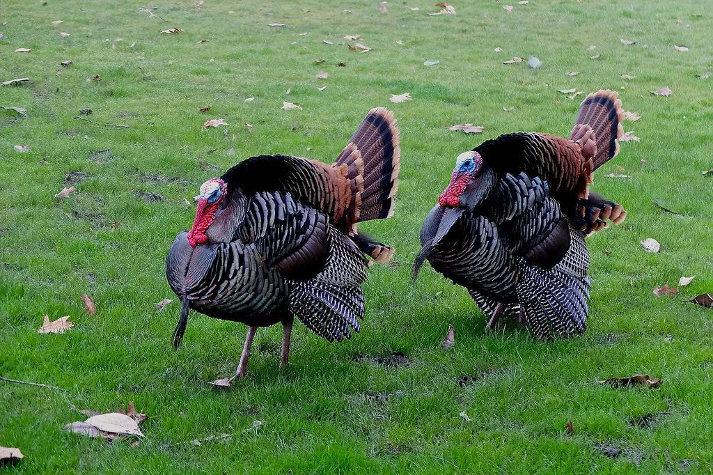 Mississippi: Magnolia State Gobbler Haven (Image Credits: Flickr)