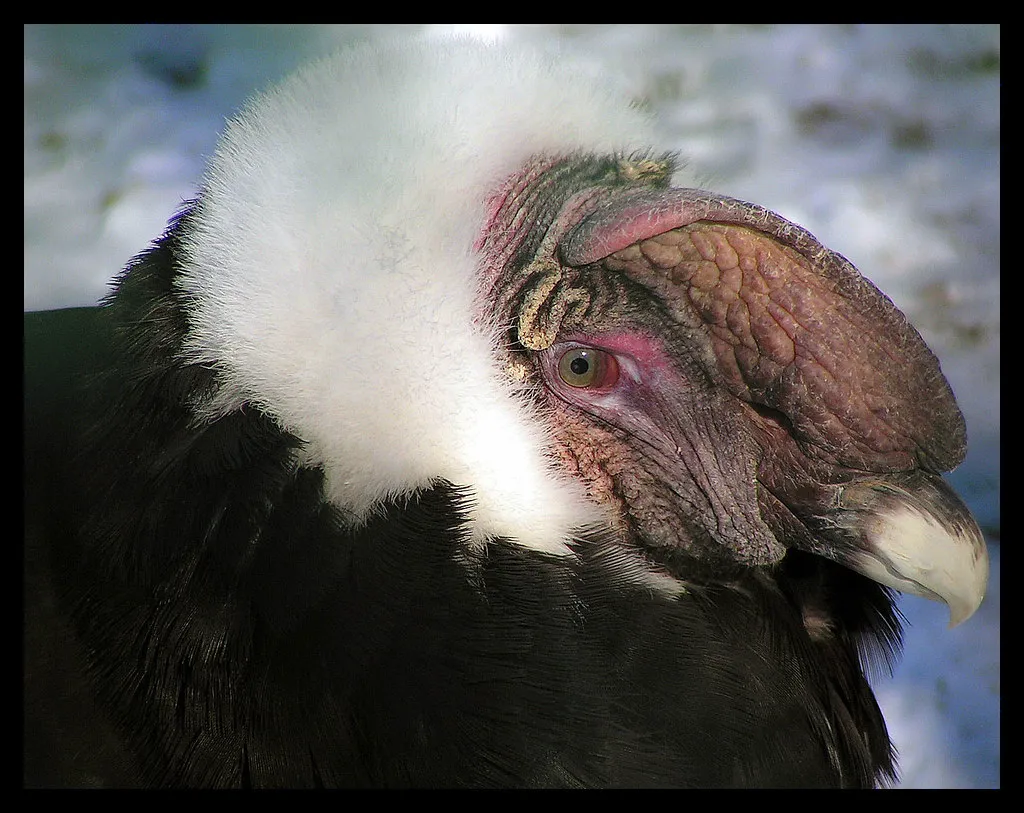 #3 High‑Tech Parenting: How Captive Breeding Supercharged Recovery (digitalART2, Flickr, CC BY 2.0)