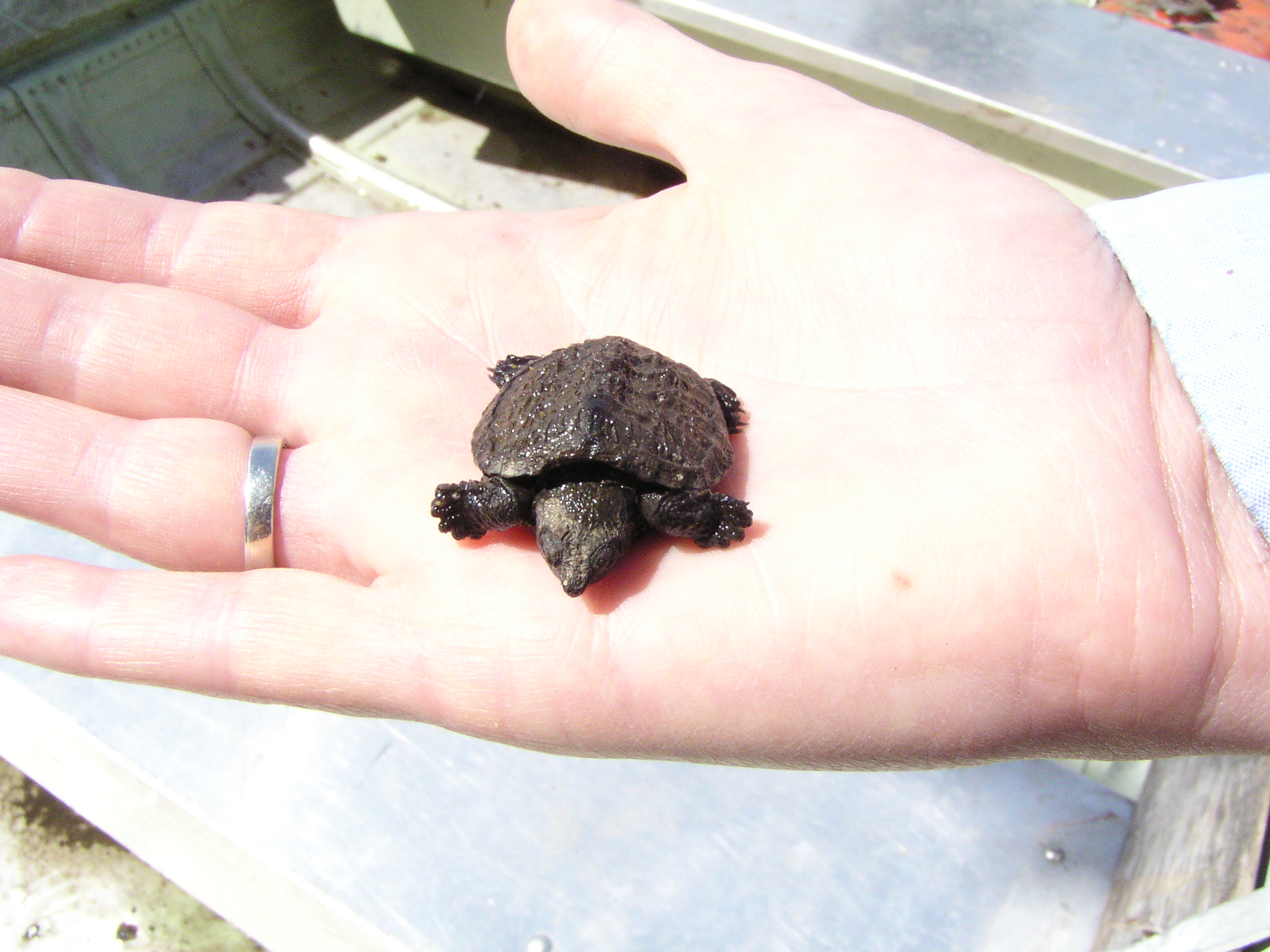 The Smallest Turtle in North America (Image Credits: Wikimedia)