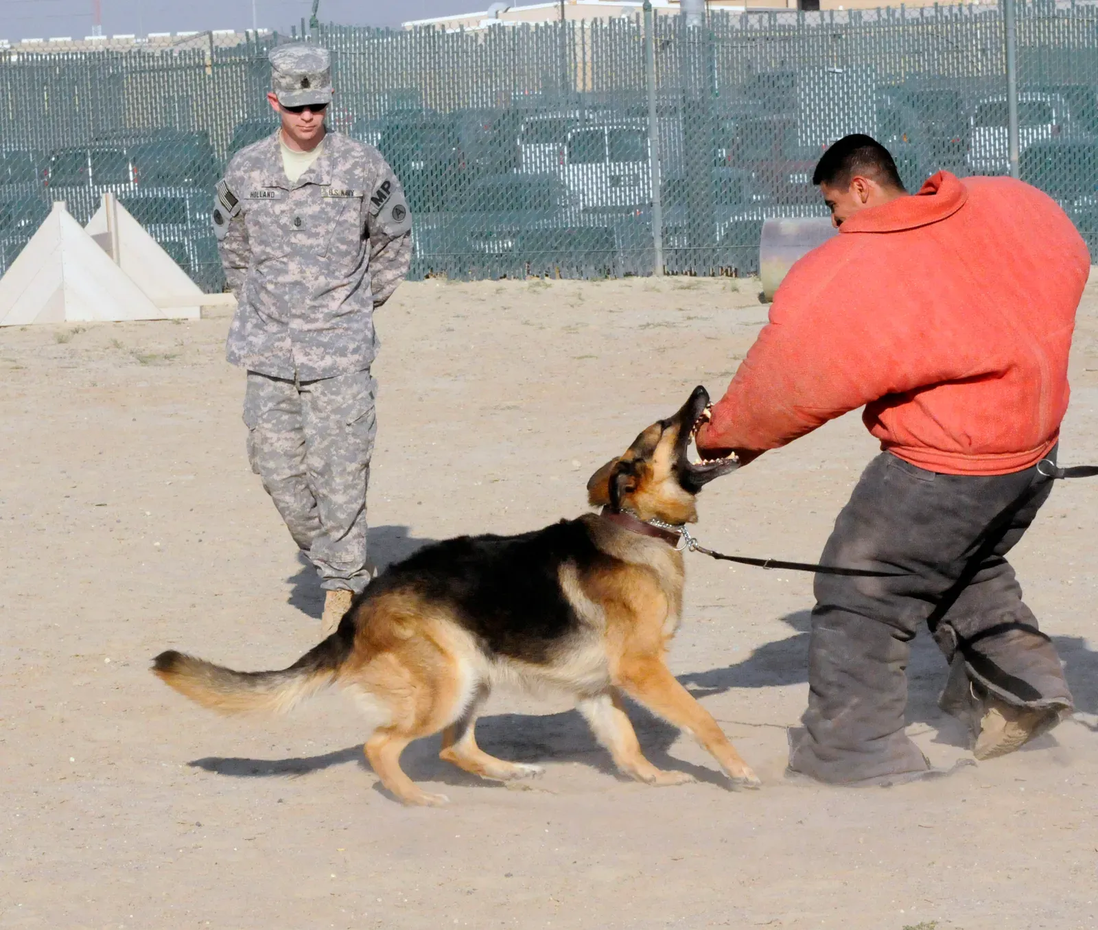 #6: Using Harsh or Physically Punishing Training Methods (By Spc. Brandon Babbitt, Public domain)