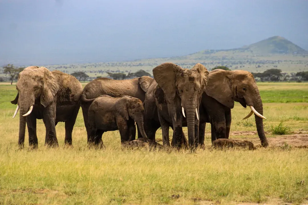 San Diego Zoo Wildlife Alliance: Where Frozen Cells Meet Wild Hope (Image Credits: Unsplash)