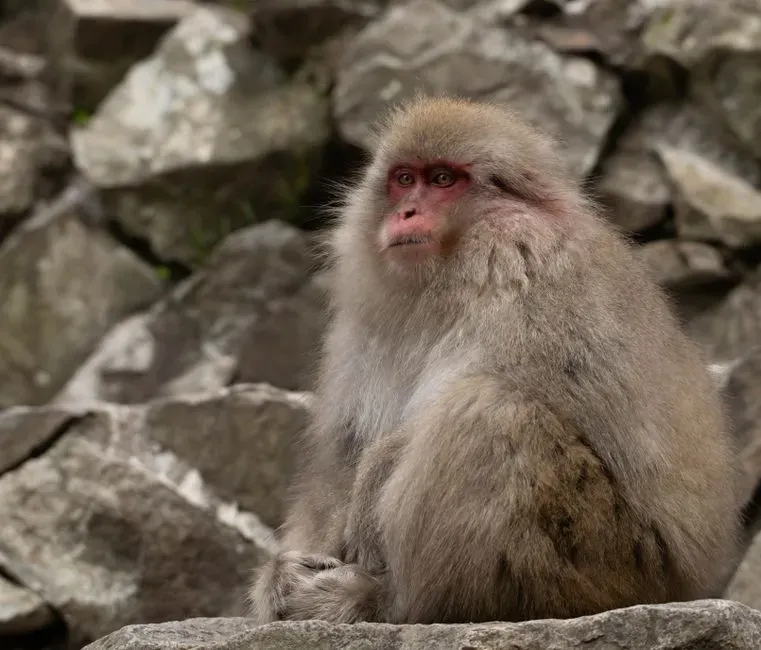 Crab-Eating Macaques Cracking Shells with Stones (Image Credits: Pexels)