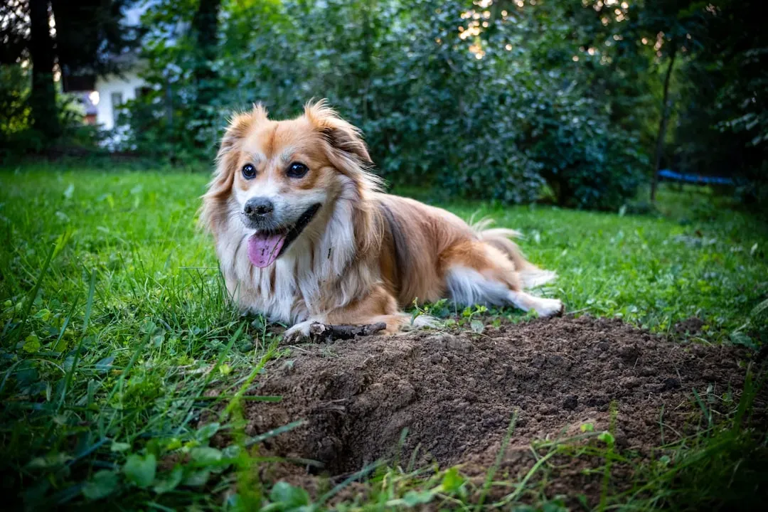 Applying Diatomaceous Earth Directly to Your Dog (Image Credits: Unsplash)