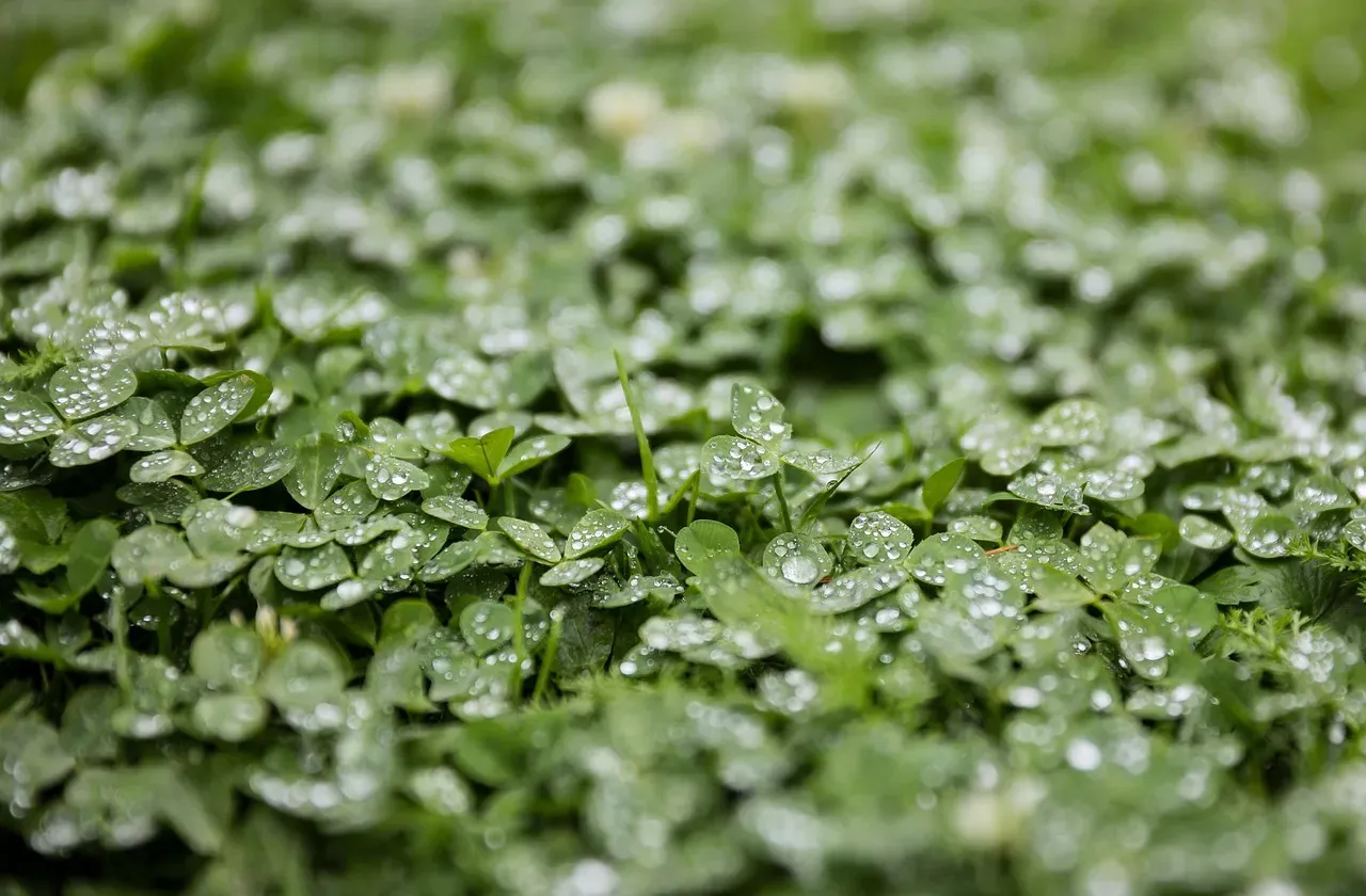 Clover and Alfalfa Growing in Your Yard (Image Credits: Pixabay)