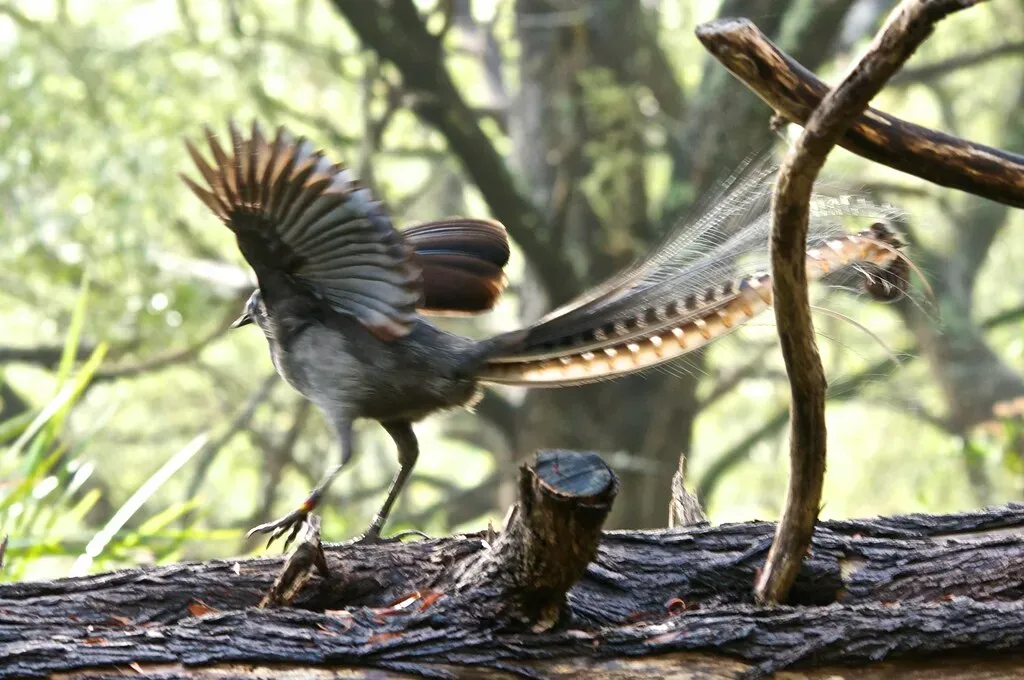 Australia's Incredible Lyrebirds (Image Credits: Flickr)