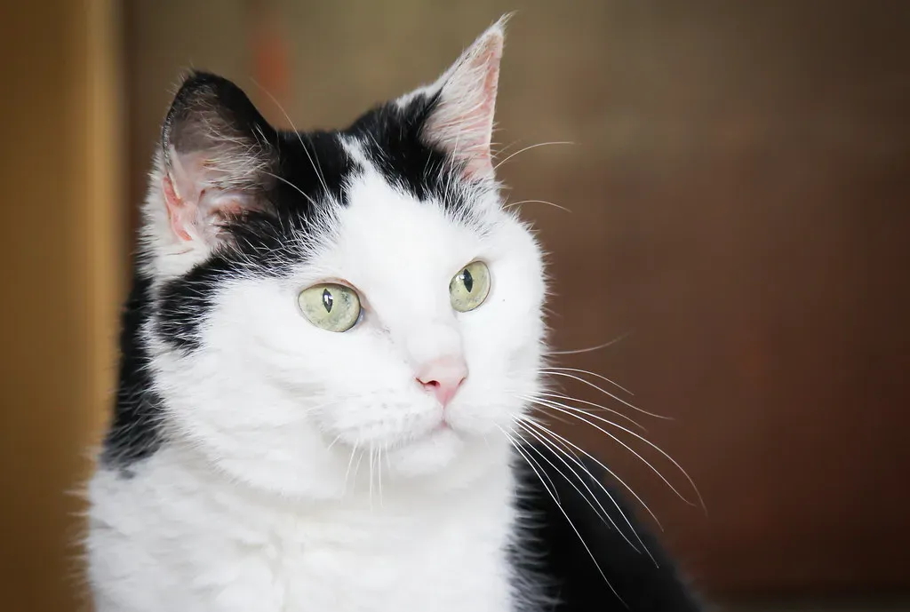 Practical Tips for Welcoming a Senior Pet Home (blumenbiene, Flickr, CC BY 2.0)