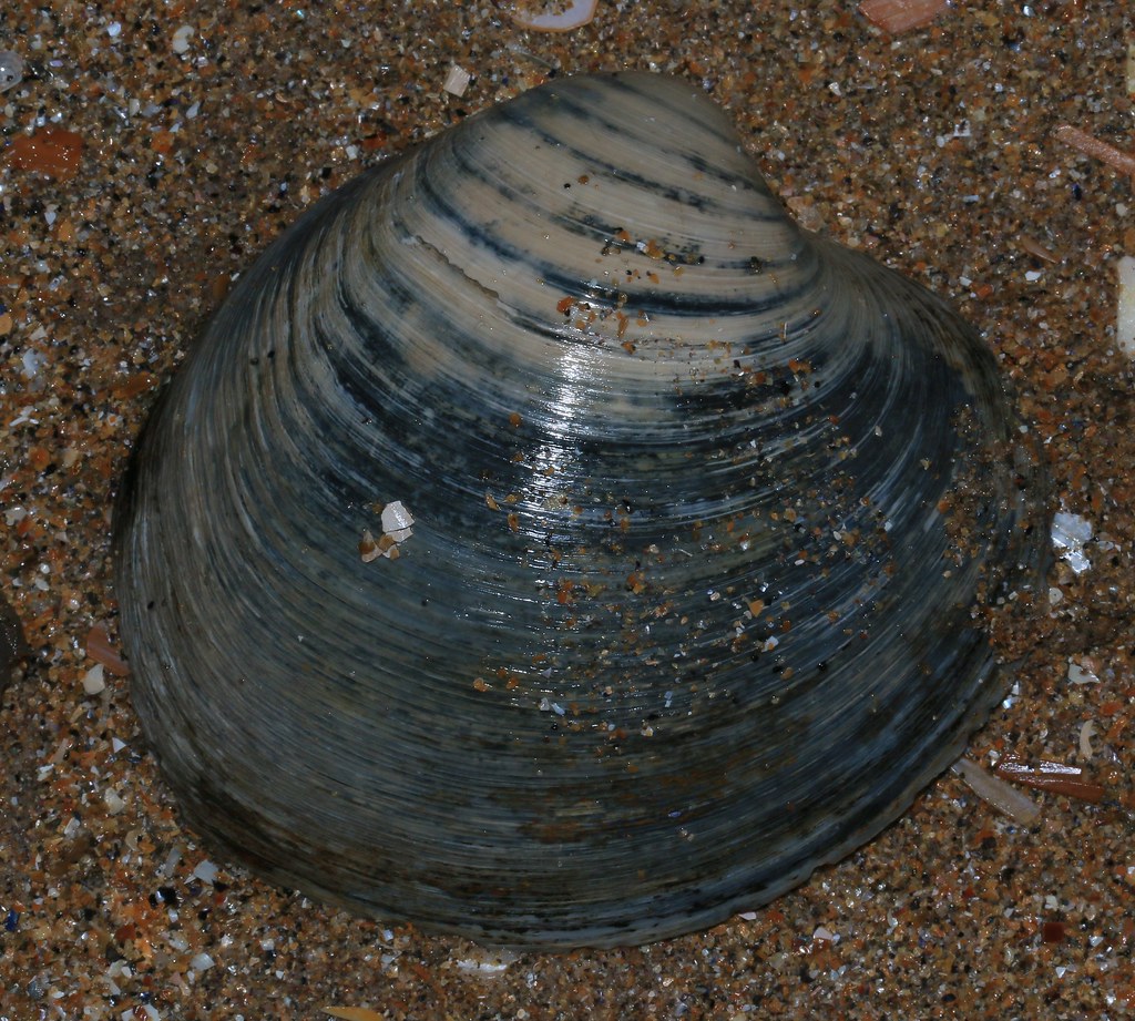 Ocean Quahogs: The Clams That Outlived Empires (Image Credits: Flickr)