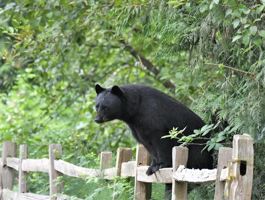 Bears and People: The Coexistence Challenge That Defines the Next Chapter (Image Credits: Pexels)