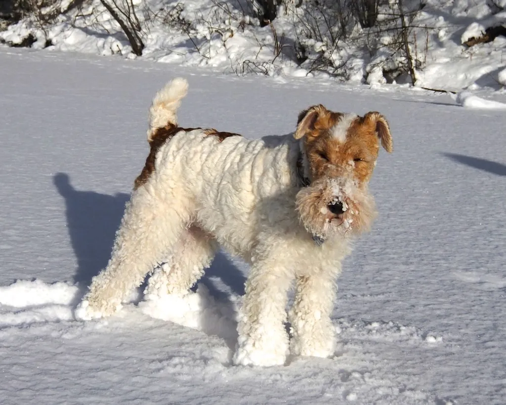 #17 - Wire Fox Terrier (AHLN, Flickr, CC BY 2.0)