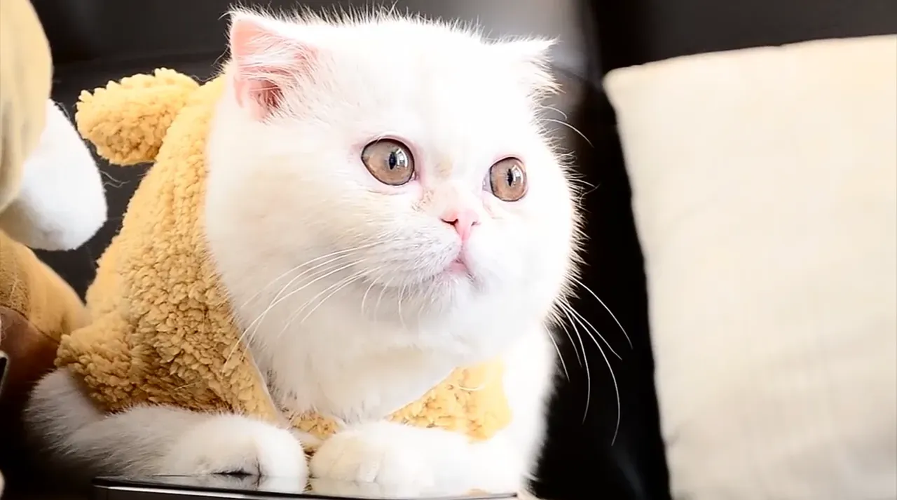 The Exotic Shorthair: The Persian in Disguise (Image Credits: Pixabay)