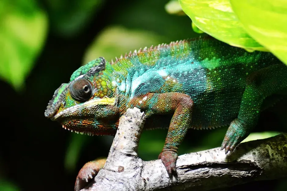 #4. Cancer (June 21 – July 22): The Panther Chameleon (Image Credits: Pexels)