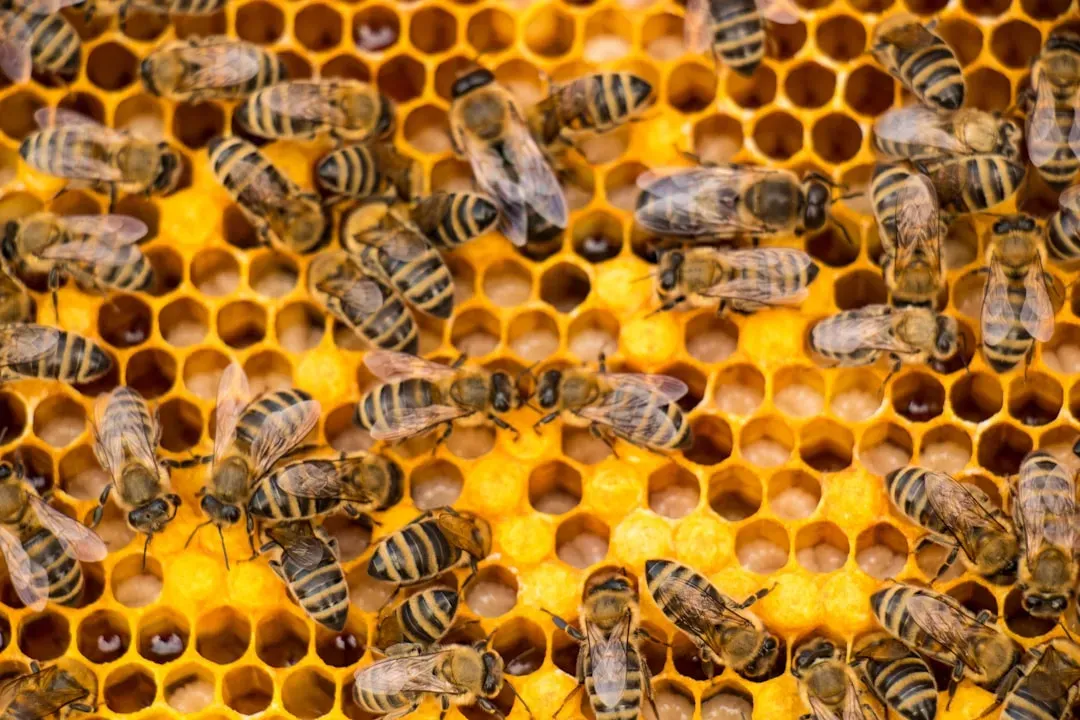 Virgo: The Organized Honey Bee (Image Credits: Unsplash)