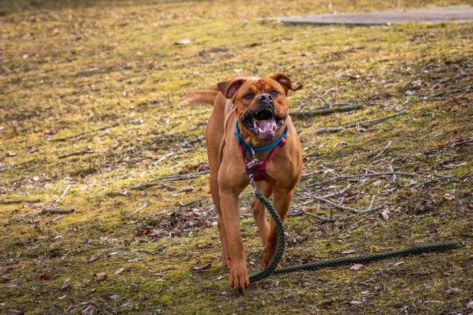 #13 - Boxers: The Eternal Puppies (Image Credits: Pexels)