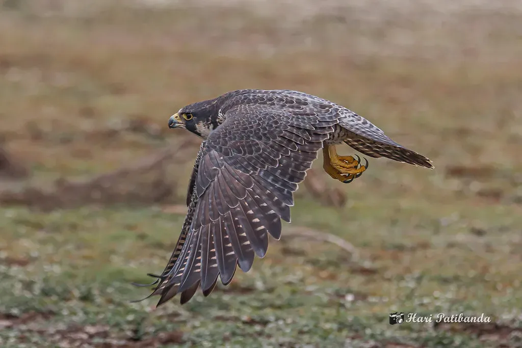 15. Peregrine Falcon: Fearless Ace of the Sky (Hari K Patibanda, Flickr, CC BY 2.0)