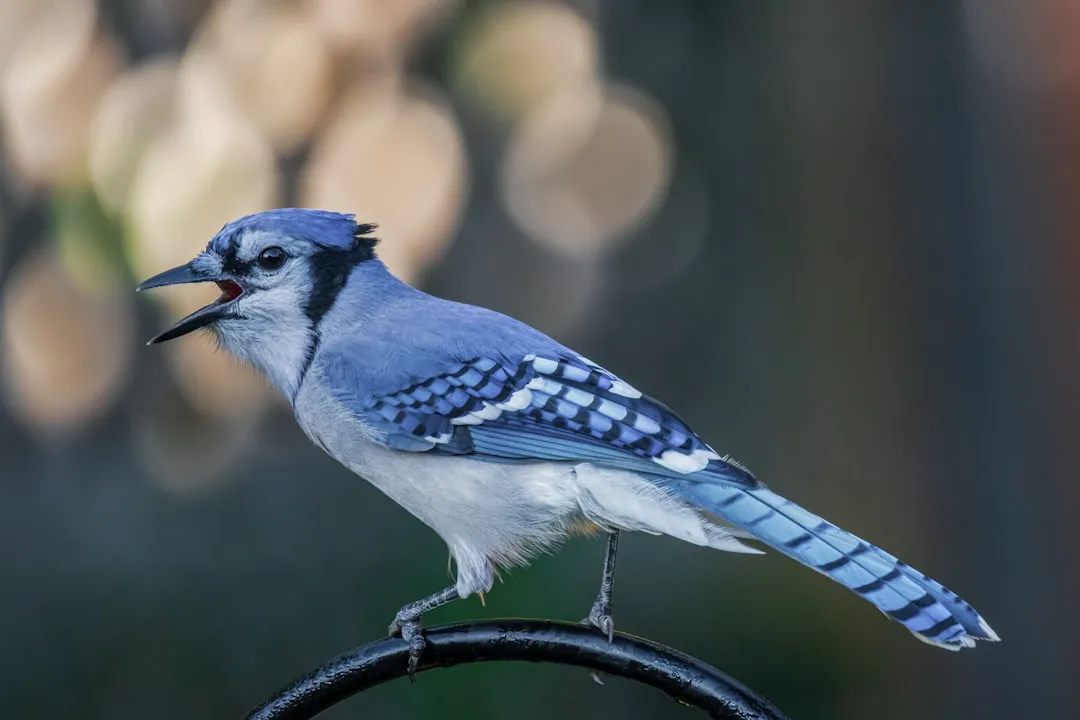 The Shocking Memory Power of a “Common” Backyard Bird (Image Credits: Unsplash)