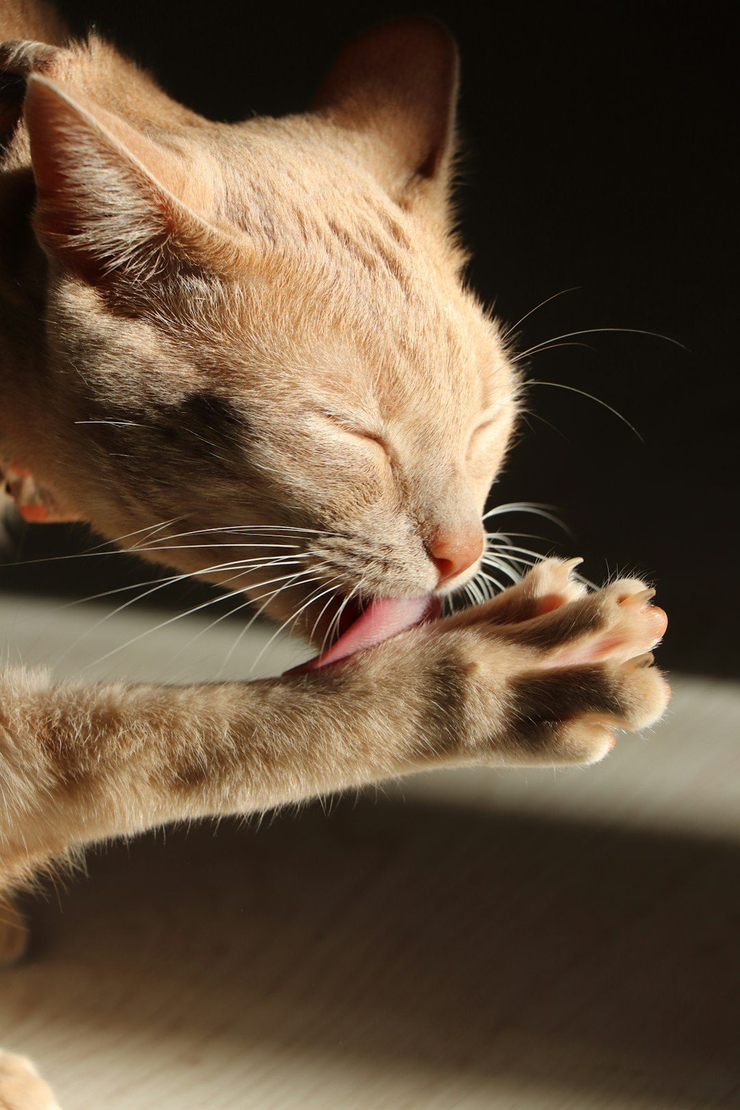 #2 They Groom You or Let You Groom Them (Image Credits: Unsplash)