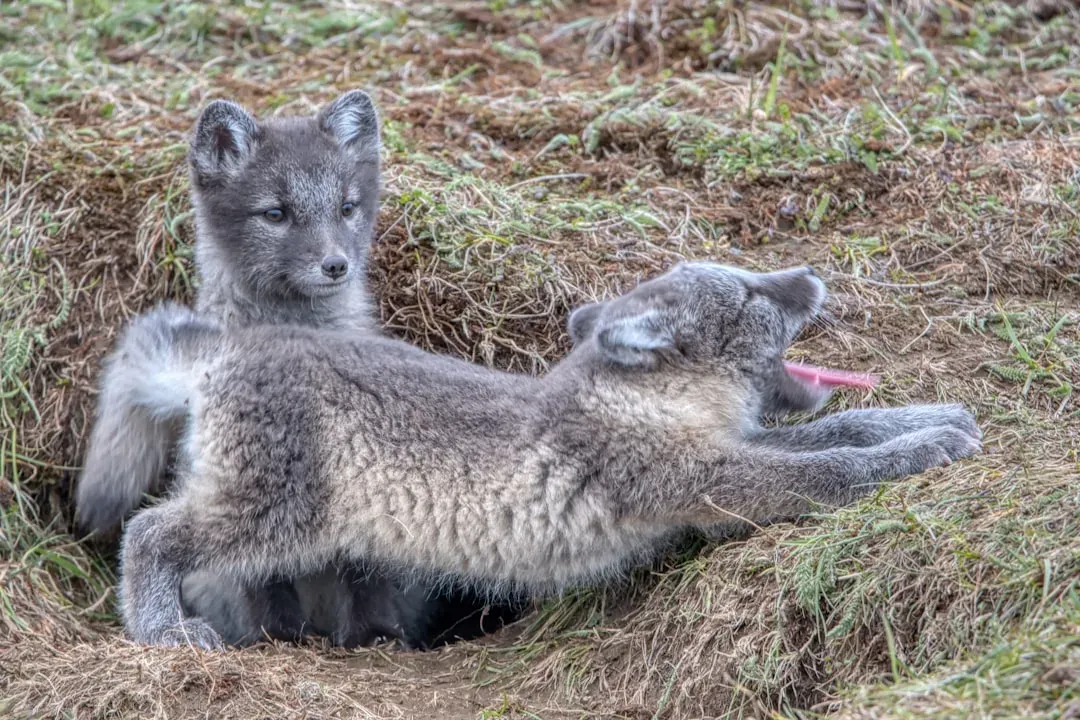 7. Burrowing into Insulated Dens (Image Credits: Unsplash)