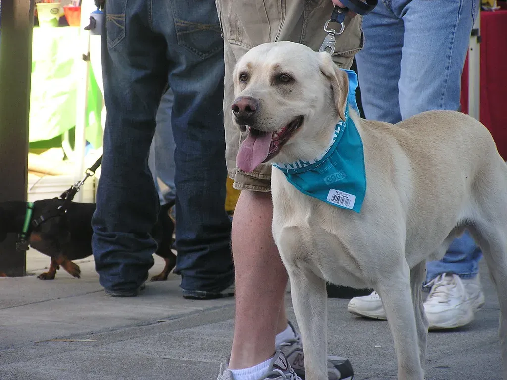 7. Seattle, Washington - Rainy Days Don't Slow These Pet Parents Down (ozmafan, Flickr, CC BY 2.0)