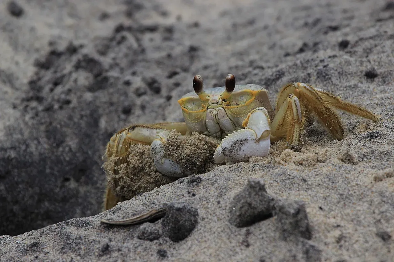 Yeti Crabs: Hairy Inhabitants of Hydrothermal Vents (Image Credits: Pixabay)