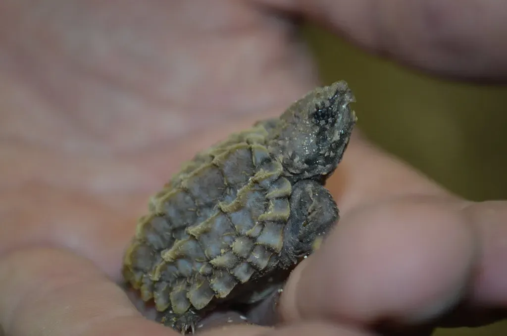Alligator Snapping Turtle (Image Credits: Flickr)