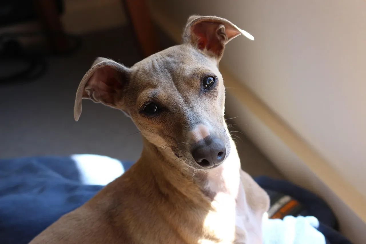#10 - Italian Greyhound: Minimalist Dog for Minimalist Spaces (Image Credits: Pixabay)