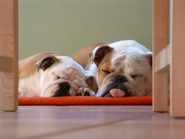 Relaxed Alternative: English Bulldog (Image Credits: Wikimedia)