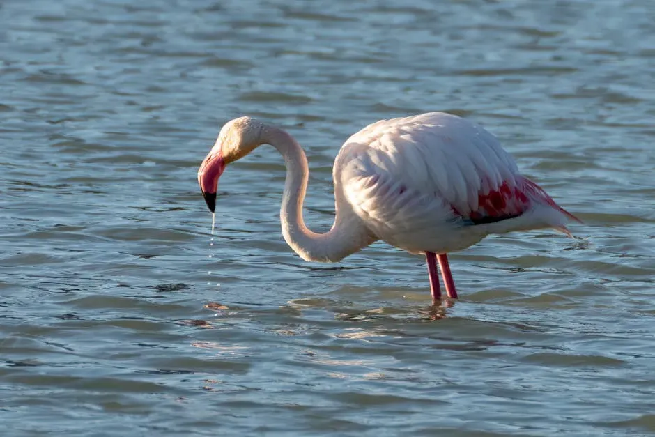 13. Flamingos Are Pink Because of What They Eat (Image Credits: Pexels)