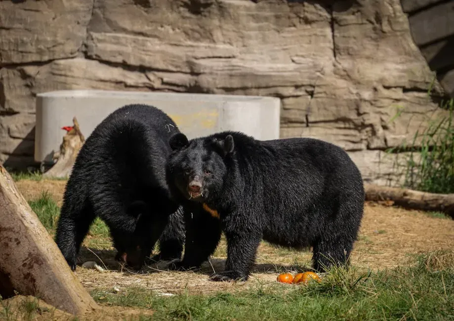 Bears Are Naturally Wary of Humans - Until They're Not (Image Credits: Pexels)