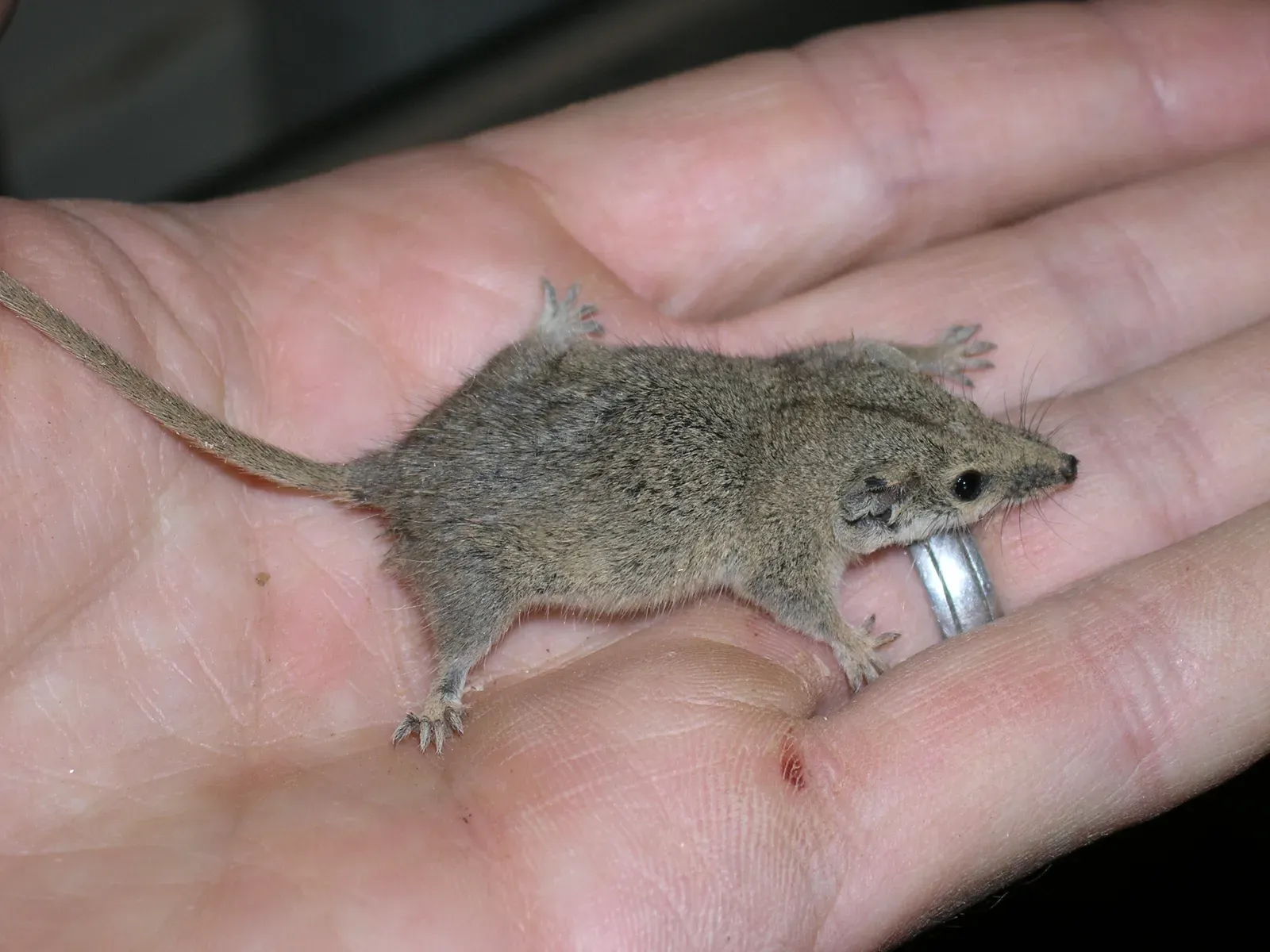 A Miniature Marsupial with a Flat Head (Image Credits: Wikimedia)