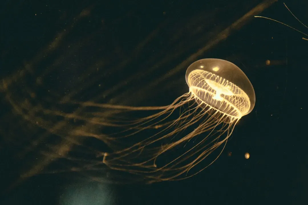 Crystal Jellyfish (Image Credits: Unsplash)