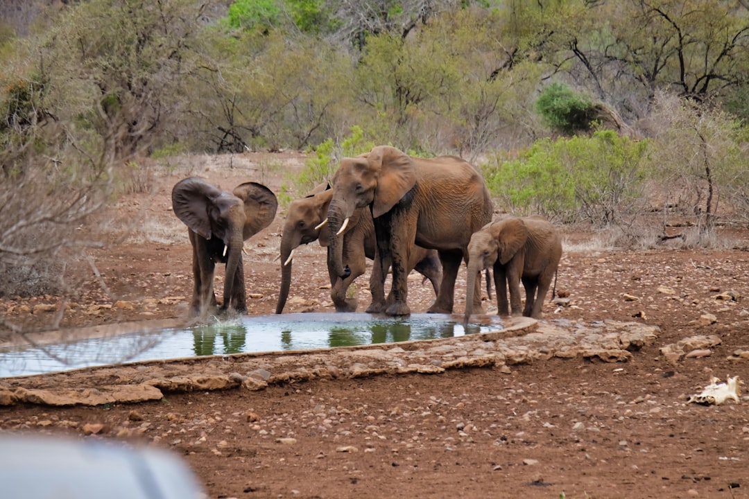 The Science Behind Elephant Self-Awareness (Image Credits: Unsplash)