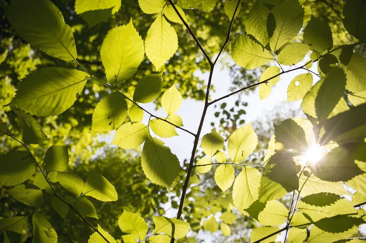 Canopy Position and Light Penetration (Image Credits: Pixabay)