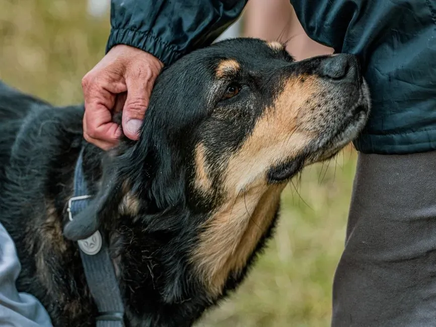 The Reliable Rottweiler (Image Credits: Pexels)