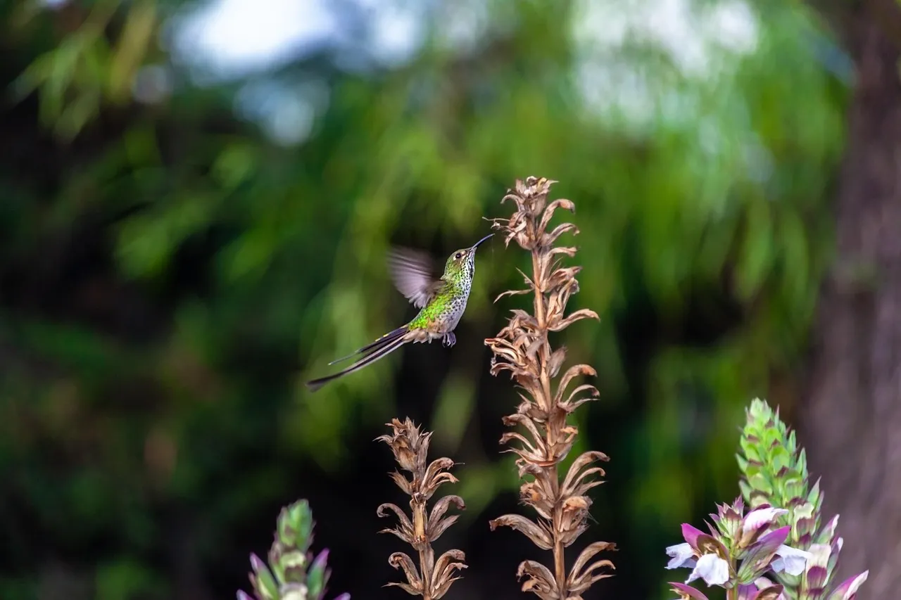 Conclusion: Turning Your Yard Into A Place Hummingbirds Choose On Purpose (Image Credits: Pixabay)