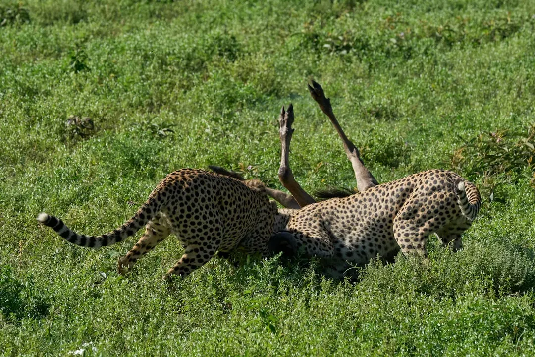 A Hunting Strategy Built on Patience and Precision (Image Credits: Unsplash)