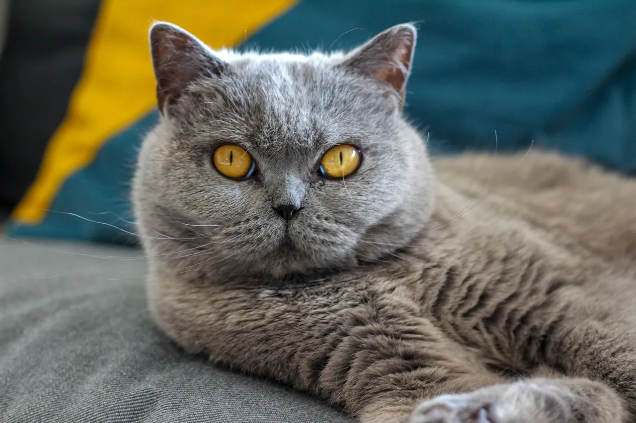 The Verdict: Personality Beats Pedigree, Every Time (Image Credits: Pixabay)