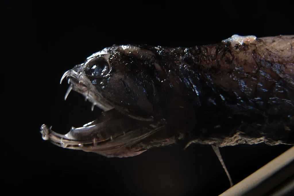 10. The Deep-Sea Dragonfish: Armored and Bioluminescent (Jacobs School of Engineering, Flickr, CC BY 2.0)