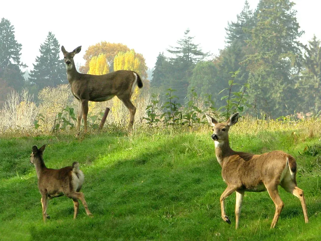 Deer Sometimes Eat Meat, Including Human Remains (Image Credits: Flickr)