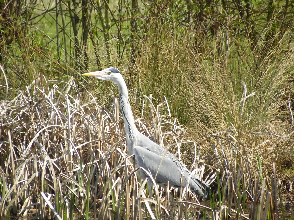 #7: Every Heron Species Has Its Own Signature Hunting Style (gorfor, Flickr, CC BY 2.0)