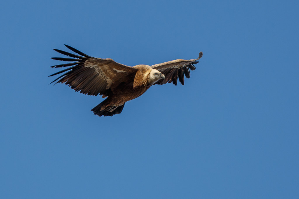 Eagles - Soaring Carriers of Ancient Wisdom (Image Credits: Flickr)