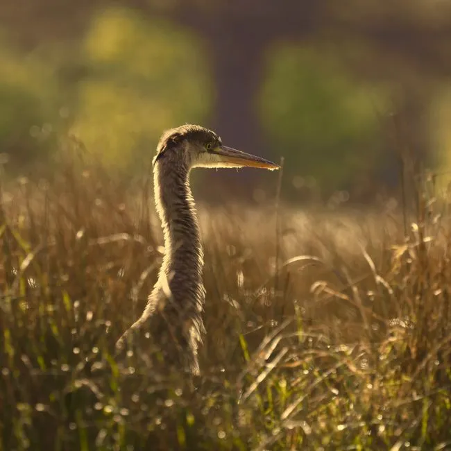 Why Wetlands Deserve a Permanent Spot on Your Shot List (Image Credits: Pexels)