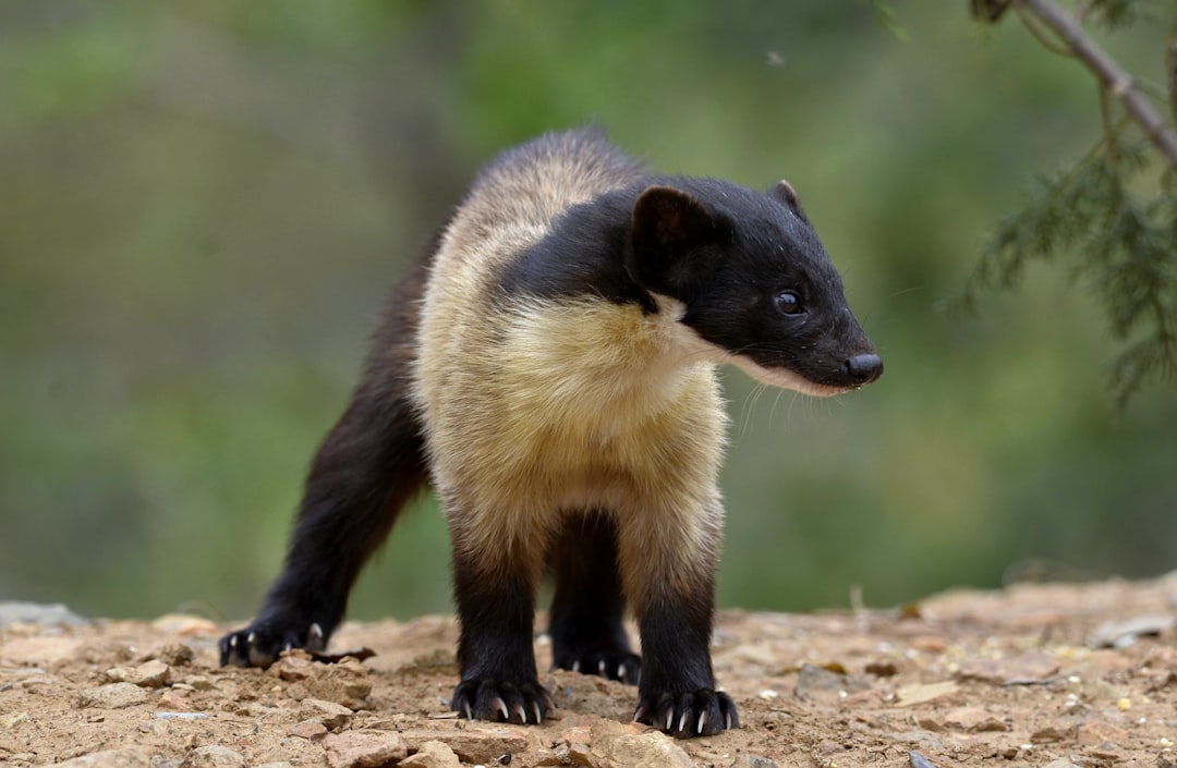 Black-footed Ferret - Prairie Comeback (Image Credits: Unsplash)