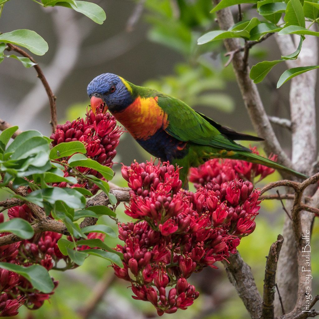 Plant Berry-Producing Trees and Shrubs (Image Credits: Flickr)