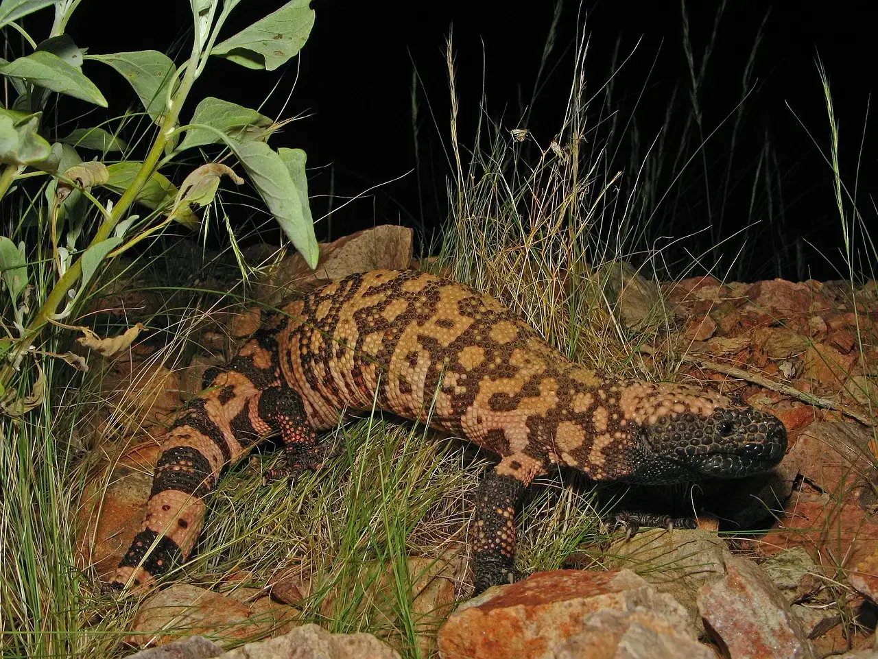Gila Monsters Hiding in Desert Burrows (Image Credits: Pixabay)